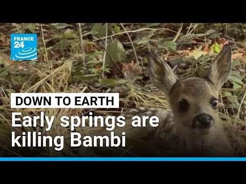YouTube video thumbnail: Early Springs Are Killing Bambi