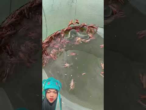 Yahhh dia dapet lobster banyak @fishcamp-vietnam