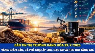  Bản tin thị trường hàng hóa 23/9/2026: Vàng giảm sâu, cà phê chịu áp lực, cao su và heo hơi tăng giá