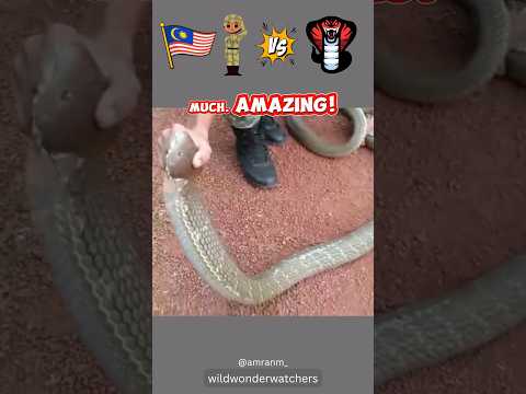 Brave Soldier Captures ๐ ๐