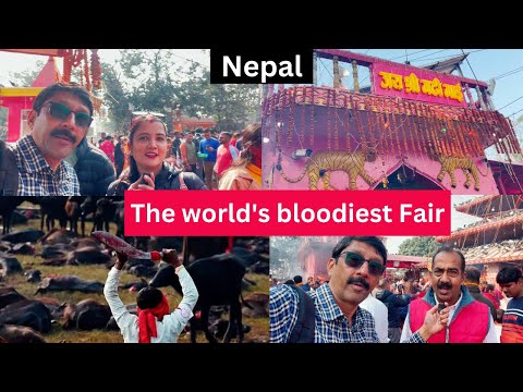 Garhi Mai Mela Nepal 2024 I Biggest Cattle Sacrifice Fair of World I गढ़ी माई मेला नेपाल