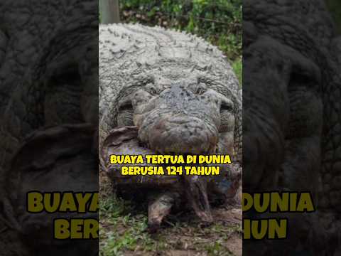 Buaya ini lahir tahun 1900 dan masih hidup😱