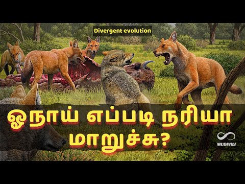 How Wolves Transformed into Foxes | எப்படி ஓநாய்கள் நரிகளாக மாறியது ❓| Divergent evolution 🦊🐺