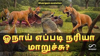 How Wolves Transformed into Foxes | எப்படி ஓநாய்கள் நரிகளாக மாறியது ❓| Divergent evolution 🦊🐺