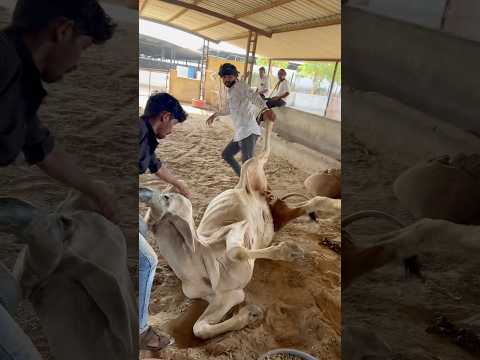 COW SERVICE IS THE SAME SERVICE TO GOD || ##COW #COWLOVER #ANIMALS #CALVES #GAUMATA #BULL #TRENDING