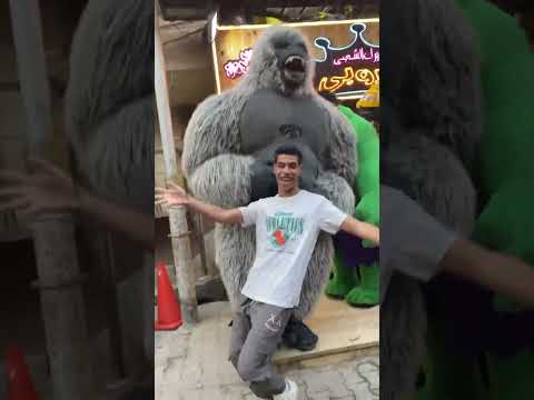 غوريلا بتعمل اي كده😂😂😂 #اكسبلور #جديد #تيك_توك #مهرجانات #حالات_واتس #باند #ضحك #gorilla