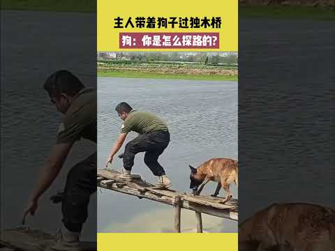 主人带着狗子过独木桥，狗：你是怎么探路的？ #宠哈哈