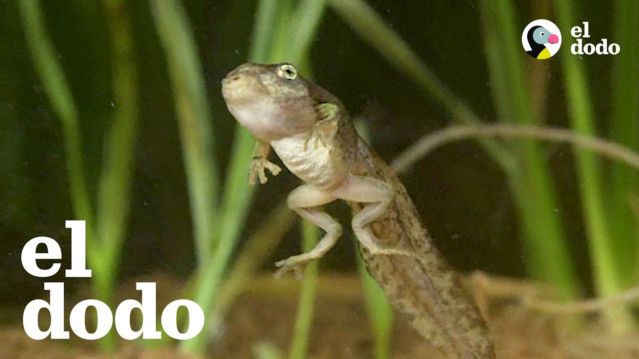 ¿Has visto una transformación de renacuajo a rana