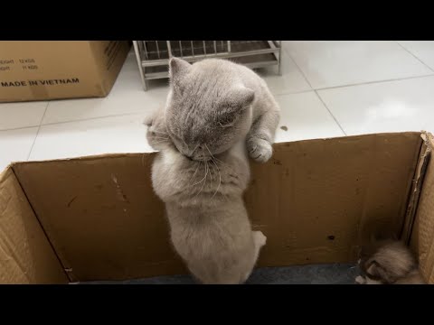 Short-legged mother cat plays and watches her naughty kittens.