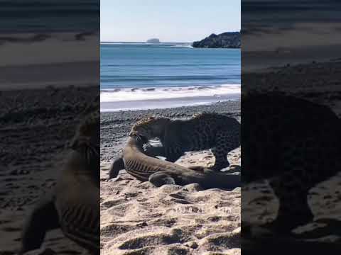 Komodo dragon vs leopard #wildlife #animals #shorts