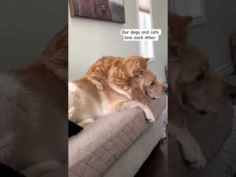 Our dogs and cats love each other. #dog #cat