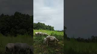 We don't want them grazing all the way to the ground where parasites are waiting. #drberryfarms