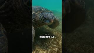 A Sea Turtle Photobombed My Insta360 X6 Underwater Test (vs X5)