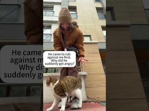 Trying to Understand Cats? Don’t. Just Watch!