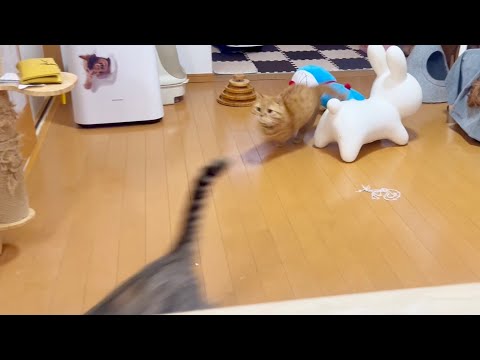 テンション高めの妻猫と楽しそうに遊ぶ夫猫。