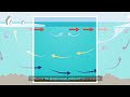 Ocean Circulation and Climate Impact