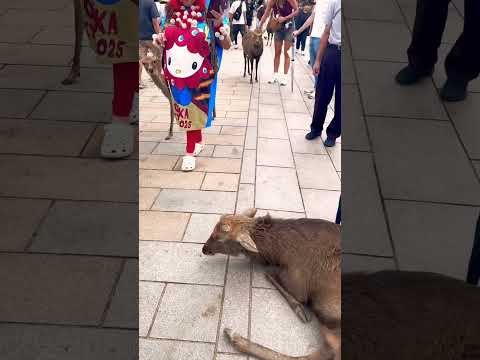 東大寺参道の中央で寝る鹿さん🫎💤NARA  PARK