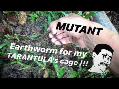 Found a GIANT "SNAKE-like-MUTANT"’ WORM for my TARANTULA's cage ~ I dug out a BLACK CENTIPEDE !!!