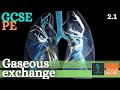 Respiratory System Functions and Structures