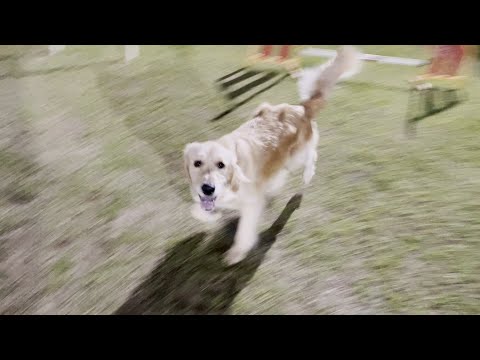 [My Pet] 말 안듣는 골댕이, Golden Retriever having fun alone