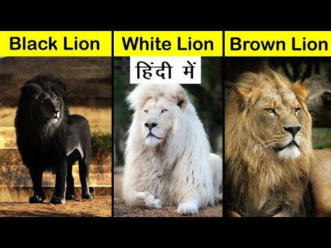 Black Lion vs White Lion vs Brown Lion Comparison in Hindi #Shorts #Short