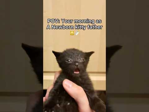 Little baby needs to step up her game and learn how to eat normal food soon! 🐱🌭#pov #cat #kitten