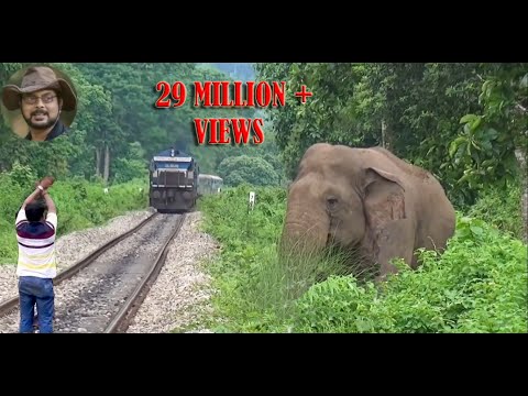 Asim Trying To Stop The #Train# To #Save# #Elephant#.