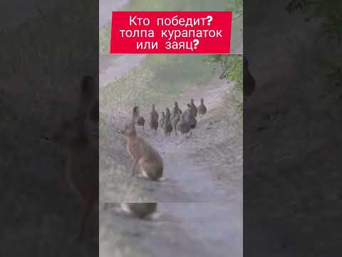 Заяц против толпы Курапаток