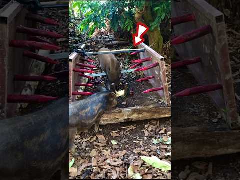 "Дикий кабан попался в смертельную ловушку#wildboar #boartrap #hunting #ytshorts