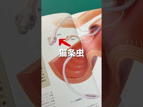 拾った猫がサナダムシに寄生されていました😱寄生虫🪱猫条虫🪱
