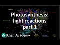 Photosynthesis Concepts and Processes