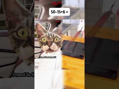 That one cat on tiktok who just goes around the neighborhood attacking other cats #fyp