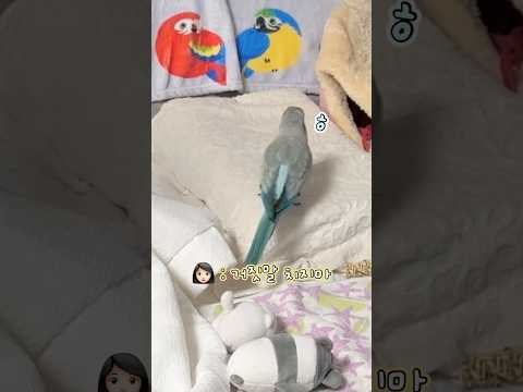 엄살쟁이🙄 #앵치기소년#퀘이커앵무송꾸꾸