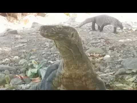 Crows are the Komodo dragon's food today. #animals #viral