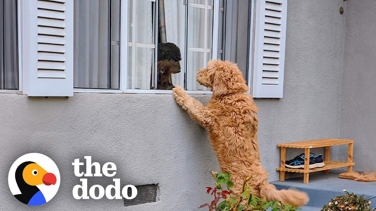 Neighbor's Dog Knocks On Door Everyday To Play With Her BFF - The Dodo