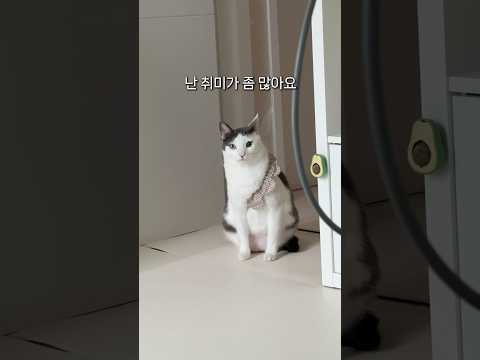 금지된 취미가 많은 고양이