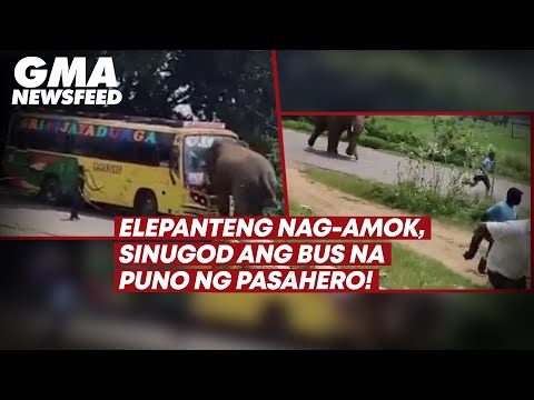 Elepanteng Nag Amok Sinugod Ang Bus Na Puno Ng Pasahero Gma News Feed Videos Gma News Online