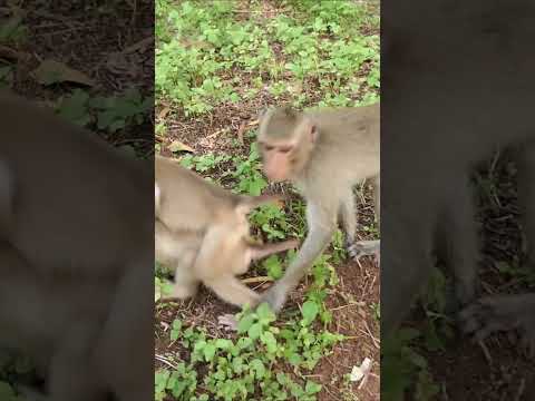 06-09-24 baby and abandoned monkey with KT #abandonedmonkey