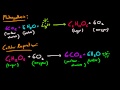 Photosynthesis and Cellular Respiration Concepts