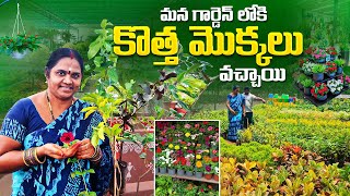 మన గార్డెన్‌లోకి కొత్త మొక్కలు వచ్చాయి |ఇలాంటి మొక్కలు మీ గార్డెన్‌లో ఉన్నాయా |Green Friends Arrived