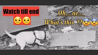 Evening Walk with My Labrador Dog | Funny Dog videos | Dog Walking | Cute Dogs | The Laboo