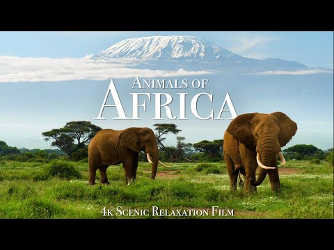 Animals of Africa 4K - Scenic Relaxation Film With Calming Music
