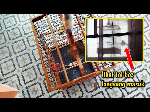 GAK ADA YANG BISA NIRUIN😁 BURUNG LIAR BISA MASUK SANGKAR SENDIRI‼️rejeki jumat berkas bozz