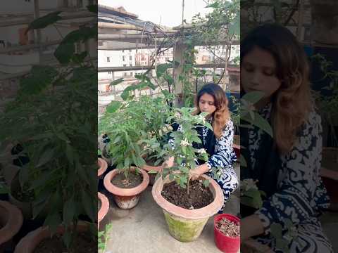 যে কোন গাছের প্রচুর আনতে চাইলে এটা ব‍্যবহার করুন #popular  #ছাদবাগান  #tips  #shortsviral