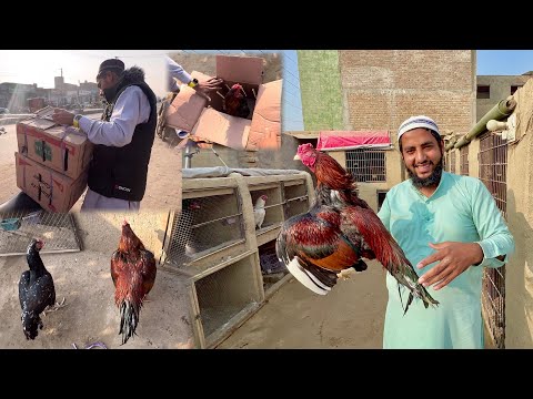 Hmare Farm Men Bahut Lajwab Murga Agye ? Unboxing World Level Best Aseel