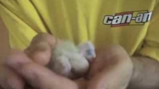 Cockatiel Vlog 1