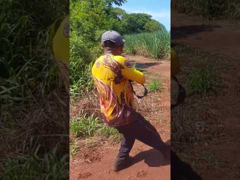 Caçada de javali. Não deu tempo os cachorro pego #cachorro #javali