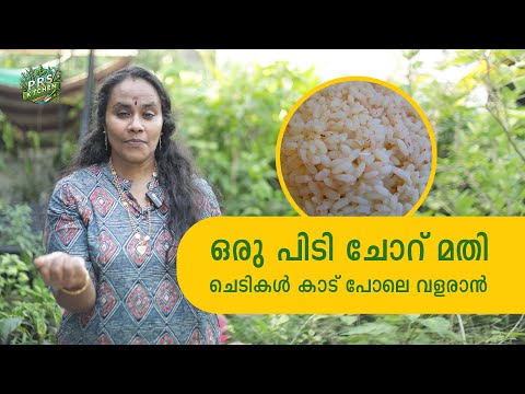 Unbelievable Plant Growth with Rice! 🌱 | ചെടികൾ കാട് പോലെ വളരുംNatural Fertilizer Using Rice
