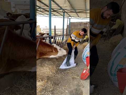 😱😬🫣🤣 İNEKLERE SALDIRAN YARATIGI YAKALADIM #cow  #shorts