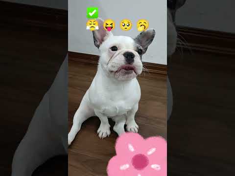 Emoji Challenges🐶💥🎉 My Boss thử thách cảm xúc #shorts #bulldog #dogs #funny #trend